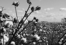 Photo of What challenges do crops in Pakistan face?