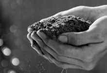 Photo of What is the composition of soils in Pakistan?