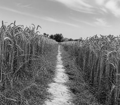 Wheat Subsidy